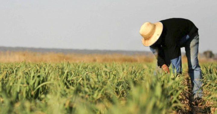 “Aqrar sahə haqqında” qanun layihəsi hazırlanıb