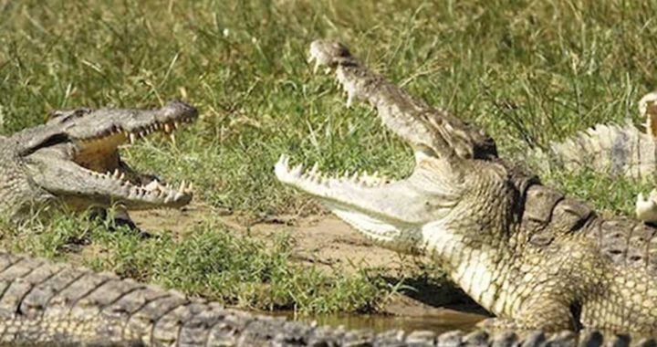 İsraildə yeni həbsxana nəzarətçiləri timsahlar olacaq
