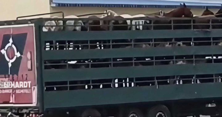 “Azərbaycanda at qoymayıblar qala, Qazaxıstana aparırlar” – Görüntülər müzakirəyə yol açdı