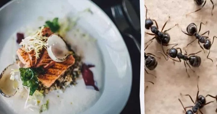 Qonaqlara yeməyin içərisində 49 min qarışqa yedirən məşhur restoran cərimələndi